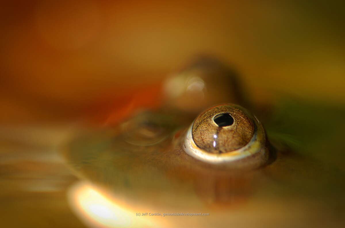 Peek-a-boo!