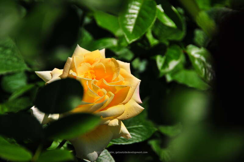 Essex County Rose Garden