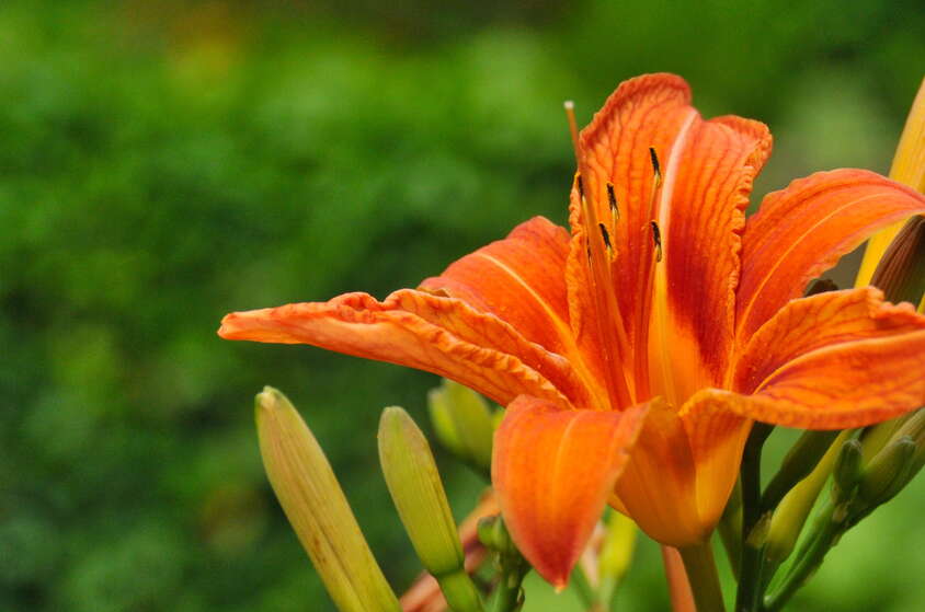 25+ Gardens and Arboretums You Should Visit This Spring!
