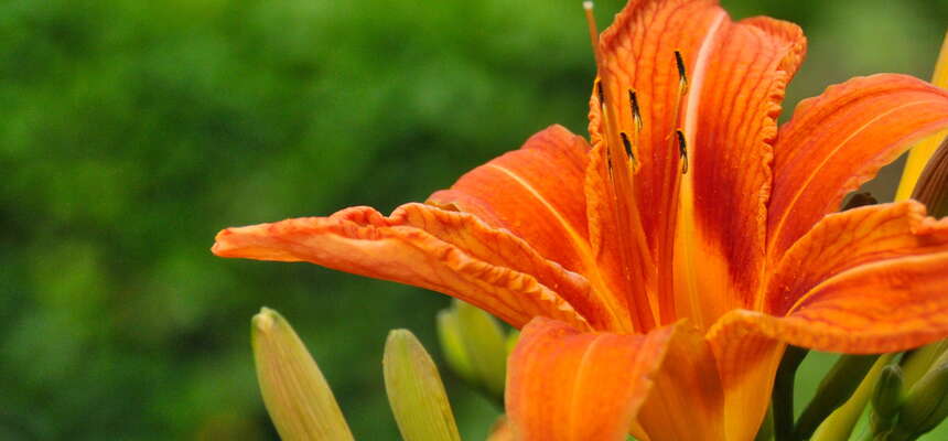 25+ Gardens and Arboretums You Should Visit This Spring!