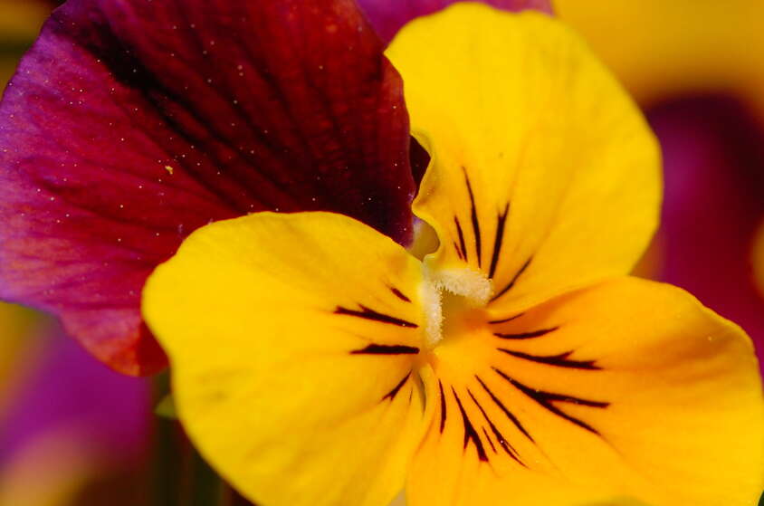 28 Gardens and Arboretums You Should Visit This Spring!