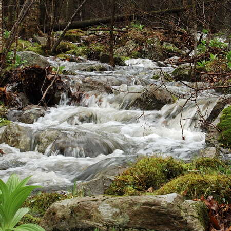 Stokes State Forest