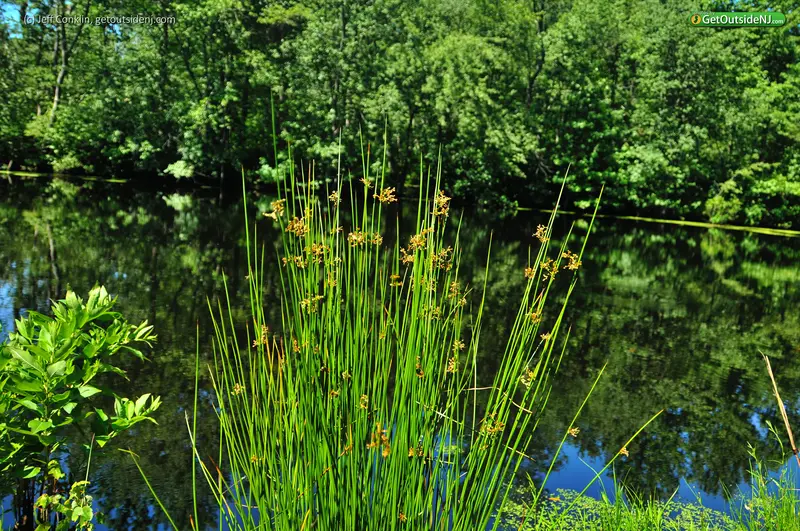 Bear Swamp Natural Area