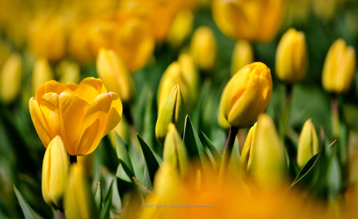 Tulip Bloom in Holland Ridge
