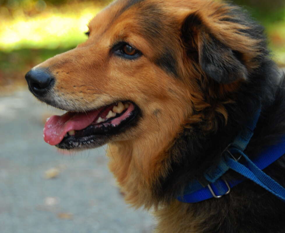 Pups like to go for hikes as well!