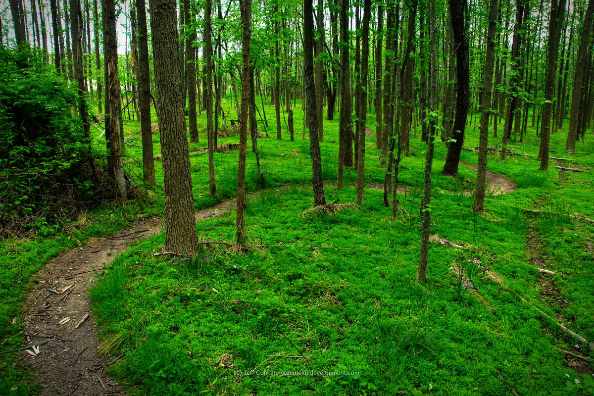 Loving spring growth along the trails each year in Mercer County Park (taken May 21)