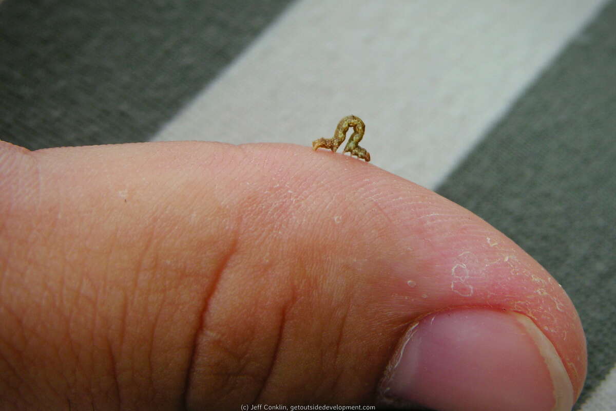 A hitchhiker jumped aboard while on a hike in Turkey Swamp Park