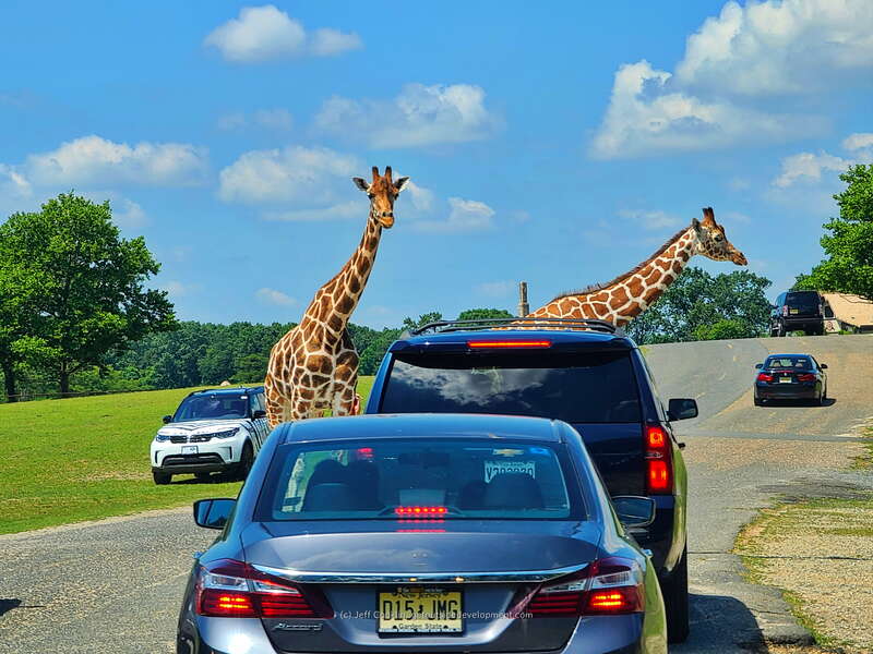 Six Flags Great Adventure Wild Safari
